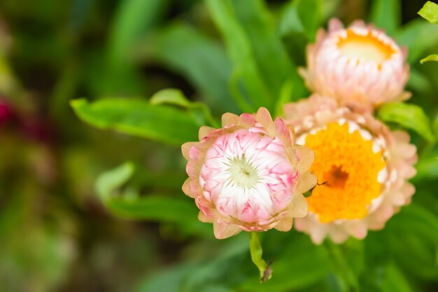 Flores rosadas y amarillas o bracteatum de Helichrysum en jardín.