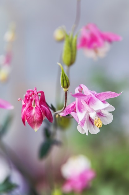 Flores rosadas de aquilegia en un jardín.