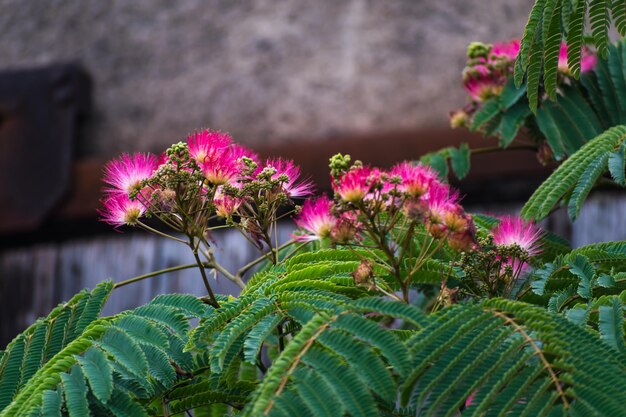 Flores rosadas en el árbol albizia julibrissin el árbol de seda persa árbol de seda rosa o árbol de mimosa Fabaceae