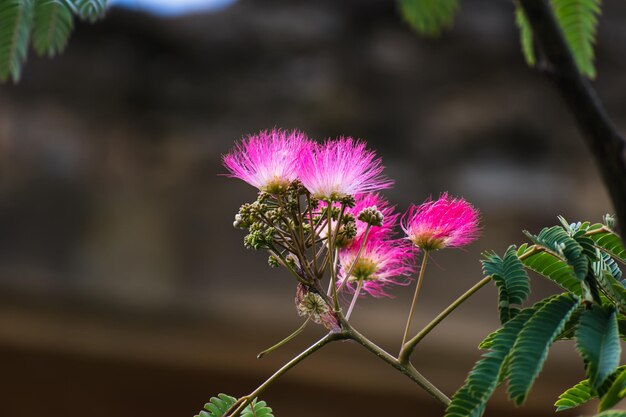 Flores rosadas en el árbol albizia julibrissin el árbol de seda persa árbol de seda rosa o árbol de mimosa Fabaceae