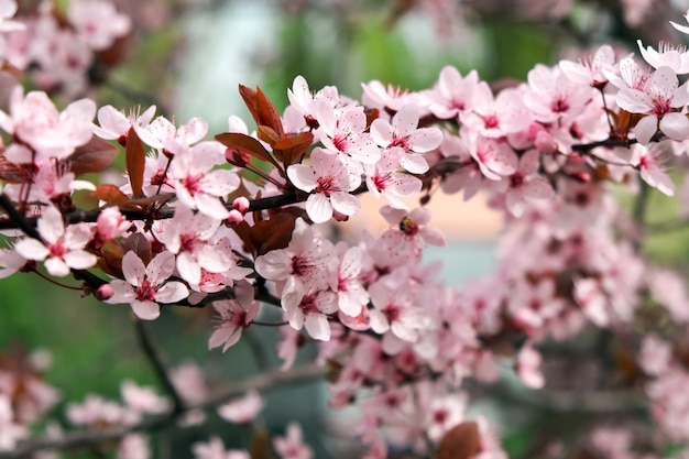 Flores rosadas en un árbol. Flor de cerezo en el parque. Día soleado de primavera