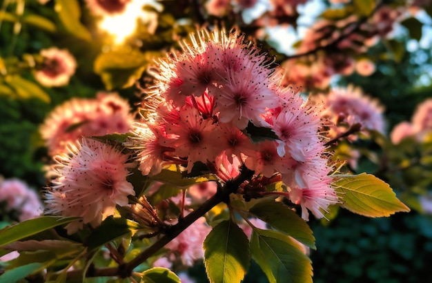 flores rosadas en un árbol con hojas verdes