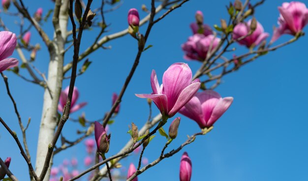 Flores rosadas del árbol de magnolia en plena floración primaveral closeup