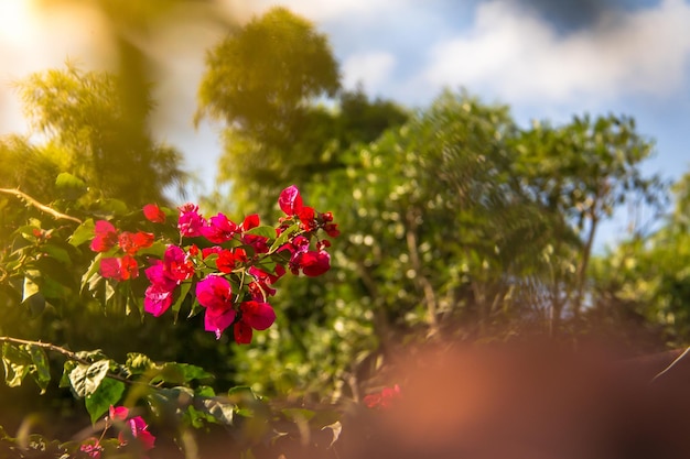 Flores rosadas en el árbol.