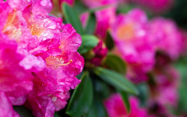 Flores rosadas en un arbusto en el jardín.