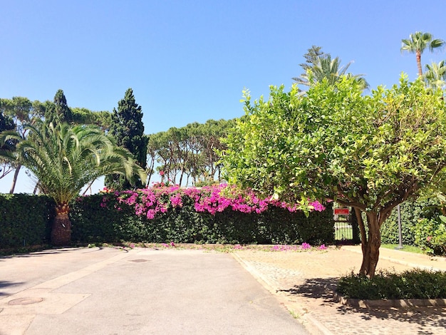 Flores rosadas en arbustos en medio de árboles en el parque contra un cielo azul claro