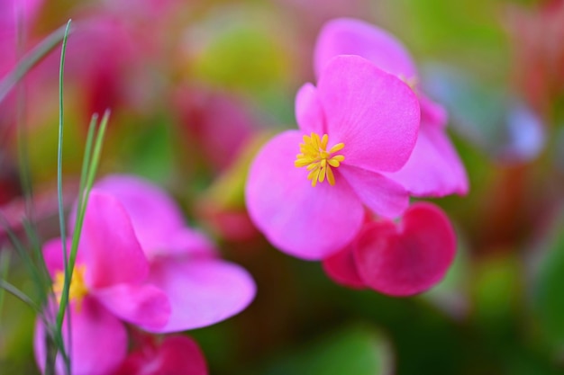 Flores rosadas de begonia perenne en macizo de flores xDxA Begonia semperflorens