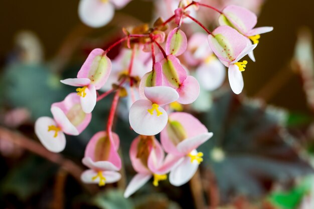 Flores rosadas de begonias dentro de florería