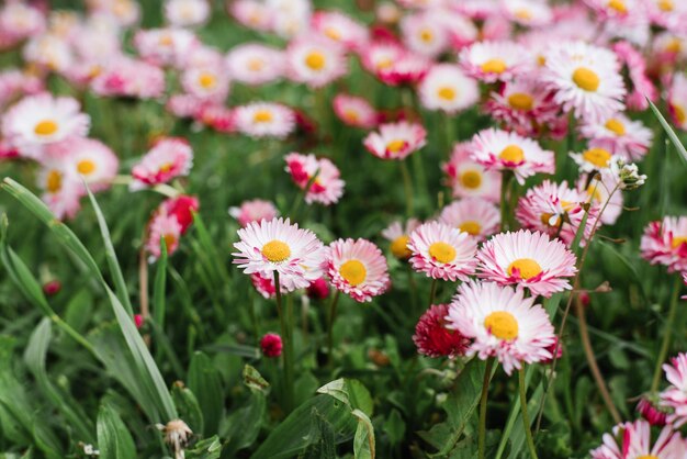 Flores rosadas de Bellis en primavera verano en el jardín