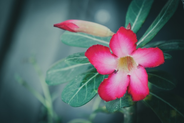 Flores rosadas del bignonia del primer en fondo de la naturaleza