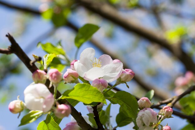 Flores rosadas blancas de un árbol frutal de manzana durante la floración en un huerto