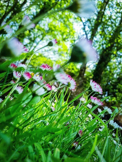 flores rosadas y blancas en el bosque