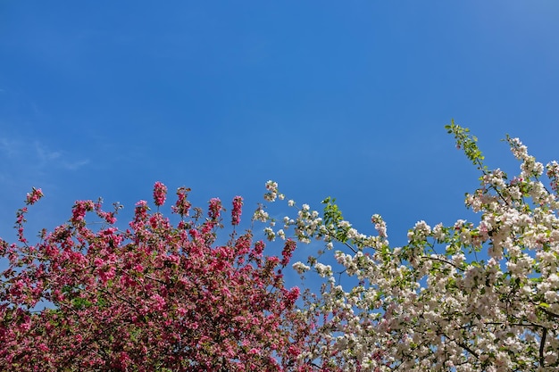 Flores rosadas y blancas en ramas de árboles contra un cielo azul Espacio libre para texto