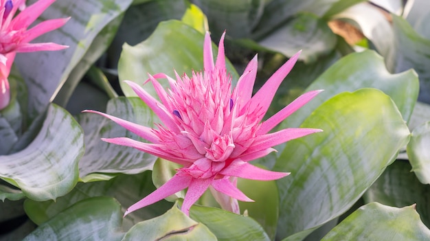 Flores rosadas de Bromeliads en el jardín