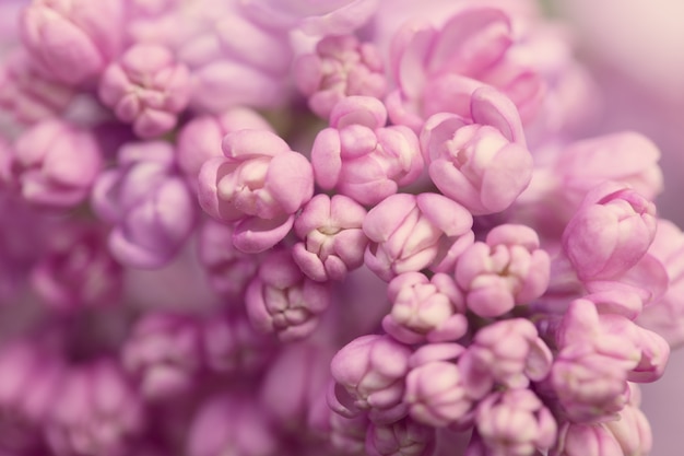 Flores rosadas de cerca sobre fondo borroso