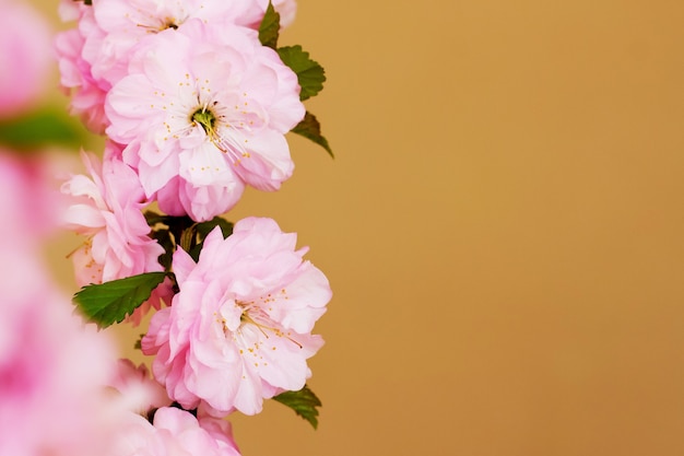 Flores rosadas de cereza japonesa sobre fondo naranja. Copia espacio_