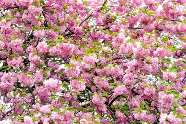 Foto flores rosadas de cereza japonesas de primavera muchas inflorescencias en el marco espacio de copia de textura de fondo