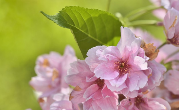 flores rosadas de cerezo en primavera