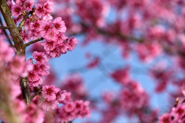 Flores rosadas de cerezo silvestre del Himalaya en su rama con fondo de cielo azul profundo