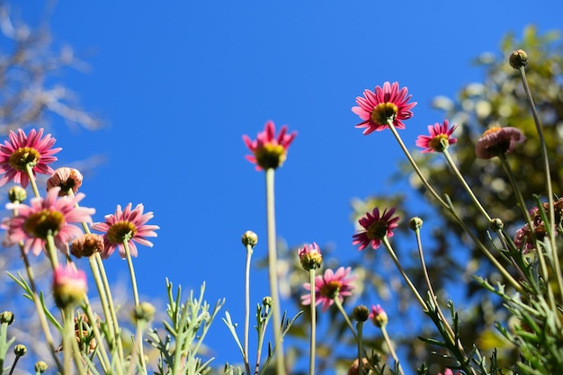 flores rosadas cielo azul