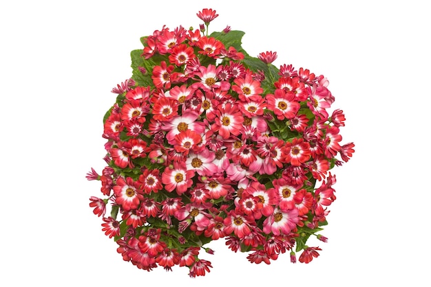 Flores rosadas cineraria con hojas en una olla aislada sobre fondo blanco. Plano, vista superior