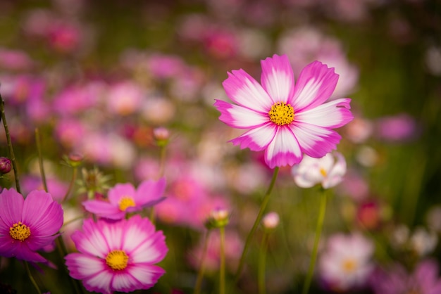 Flores rosadas del cosmos en un campo con un fondo colorido.