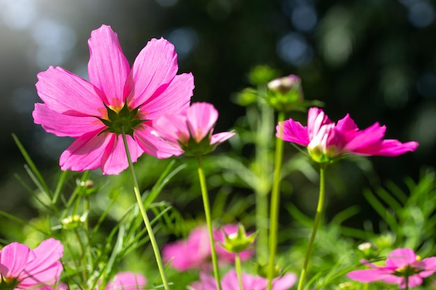 Flores rosadas del cosmos en el jardín