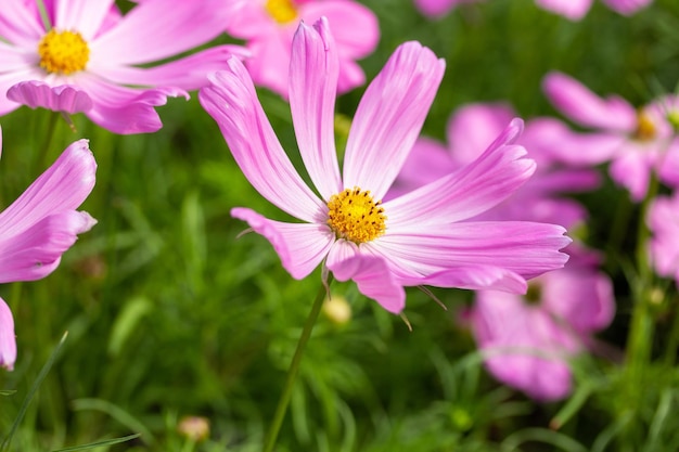 Foto flores rosadas del cosmos en el jardín