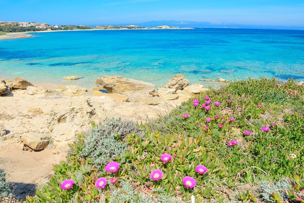 Flores rosadas por la costa de Capo Testa Rodada en Cerdeña Italia