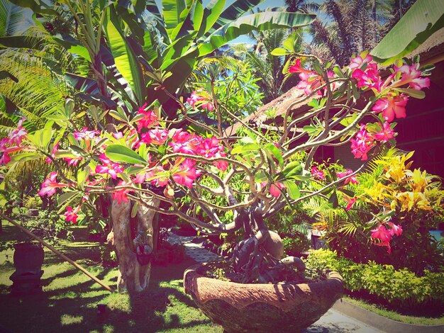 Foto las flores rosadas crecen en el parque