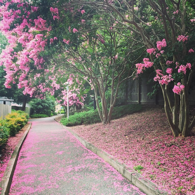 Foto flores rosadas creciendo en los árboles por el sendero