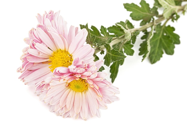 Flores rosadas de crisantemo aisladas sobre fondo blanco