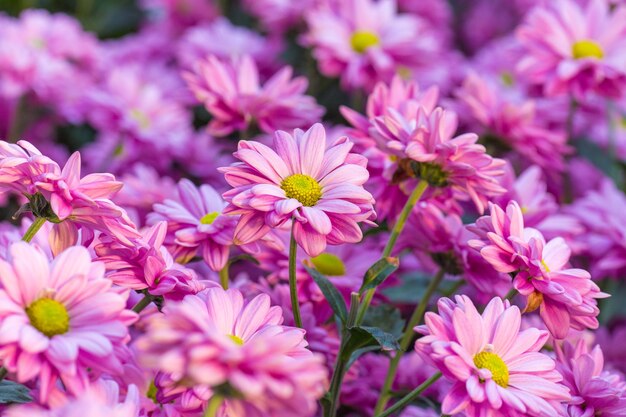 Flores rosadas del crisantemo en el jardín