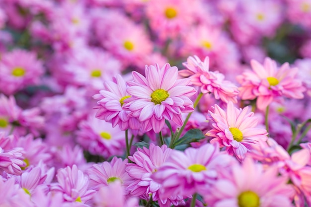 Flores rosadas del crisantemo en el jardín