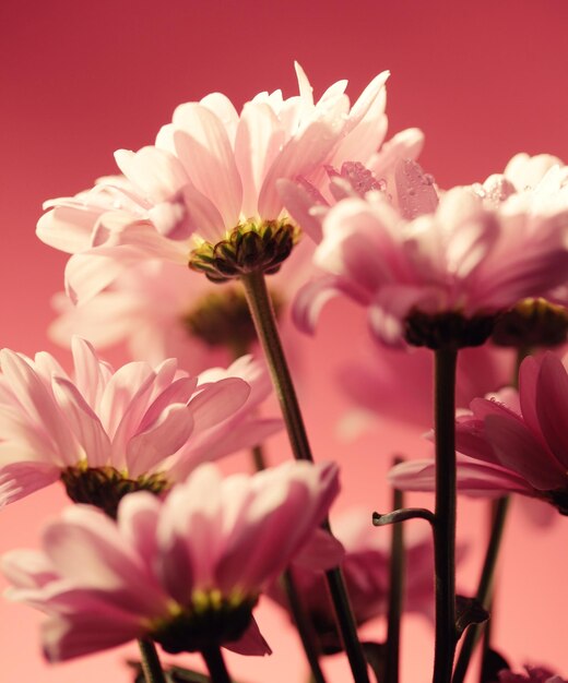 Flores rosadas del crisantemo