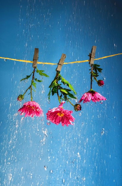 flores rosadas cuelgan de pinzas para la ropa en un tendedero bajo una fuerte lluvia sobre un fondo azul