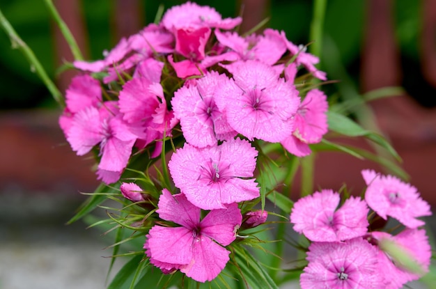 Flores rosadas delicadas del clavel chino