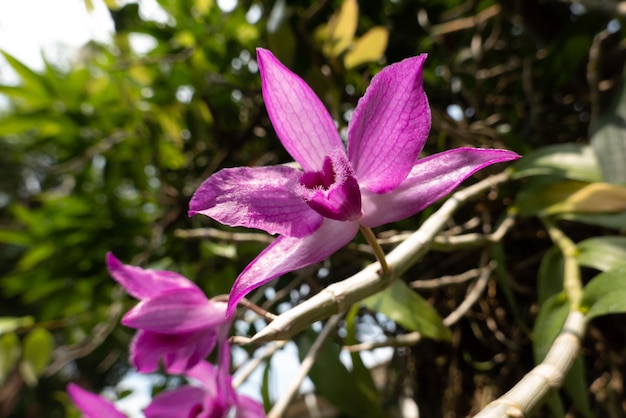 Flores rosadas del dendrobium que florecen en la calle en una ciudad