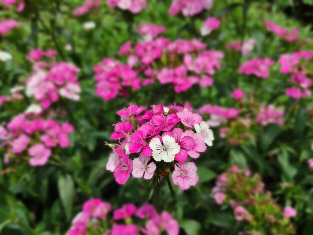 Las flores rosadas de Dianthus barbatus están floreciendo