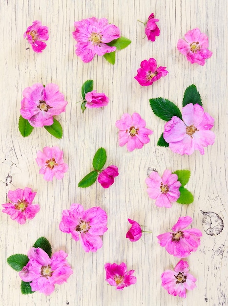 Flores rosadas dogrose sobre fondo de madera rústica clara Composición plana Vista superior