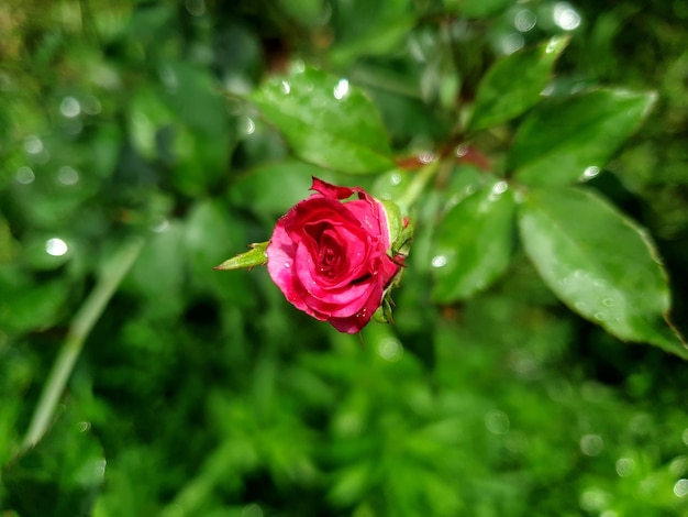 Flores rosadas e decorações de Natal com folhas verdes