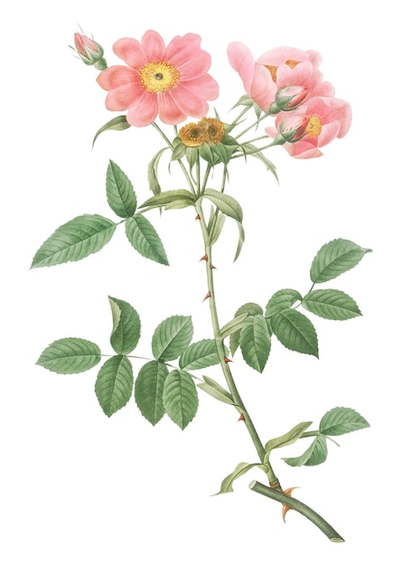 Flores rosadas de época png transparente