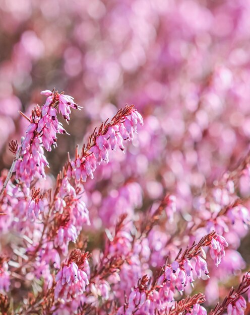 Flores rosadas de Erica carnea en el jardín a principios de la primavera