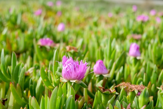 Flores rosadas. Una especie de planta suculenta en Marruecos.