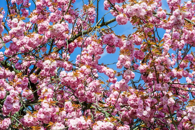 Las flores rosadas están floreciendo en los árboles