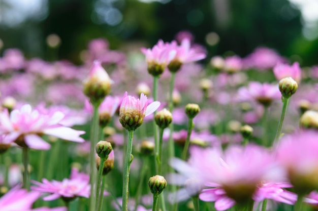 Las flores rosadas están floreciendo.