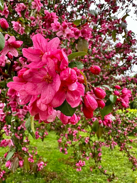 Foto flores rosadas exuberantes en el árbol