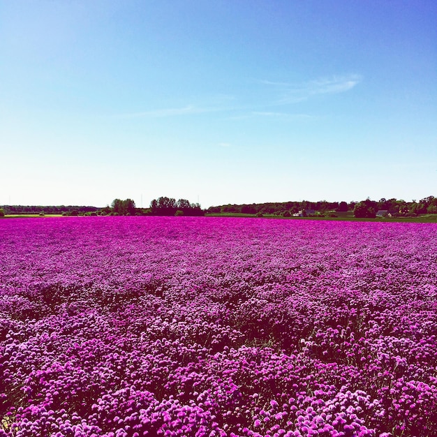 Las flores rosadas florecen en el campo