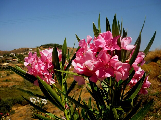 Foto las flores rosadas florecen en el campo