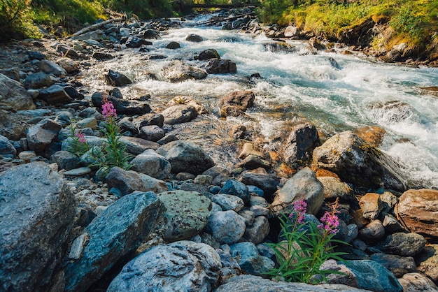 Flores rosadas florecen contra el arroyo de montaña rápido con agua turquesa clara en un día soleado